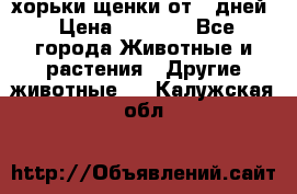 хорьки щенки от 35дней › Цена ­ 4 000 - Все города Животные и растения » Другие животные   . Калужская обл.